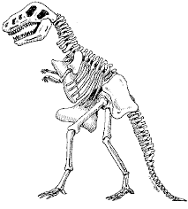dinosaur skeletons pictures