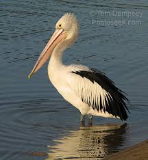 pelican