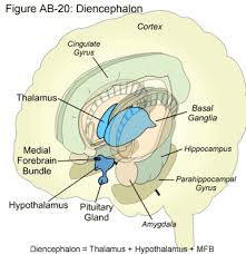 diencephalon