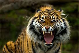 eye of a tiger