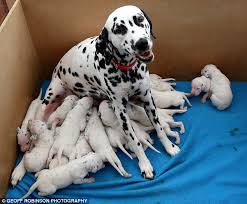 dalmatians