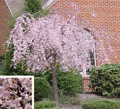 prunus tree