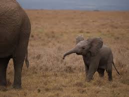 baby elephant picture