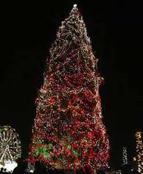 غرائب وعجائب Parkpics_xmastree