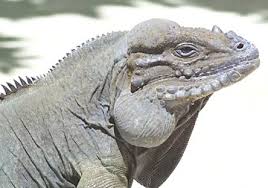 rhinoceros iguana