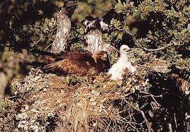 golden eagle breeding