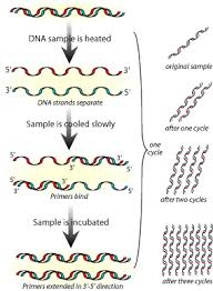 dna finger printing