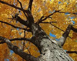 pictures maple tree