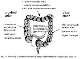 leaky gut syndrome