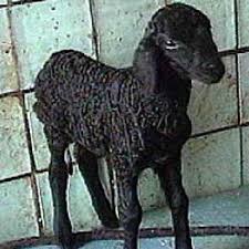 lamb fur