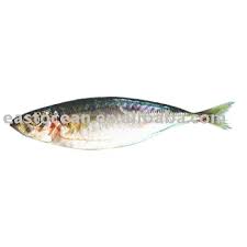 jack mackerel