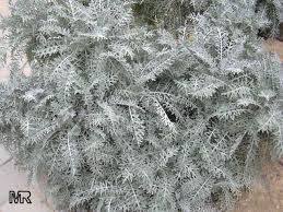 senecio cineraria
