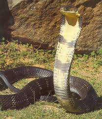 mongoose king cobra