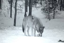 sfw in pocatello id