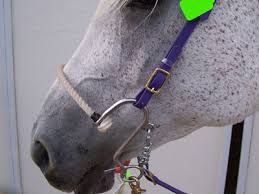 s hackamore