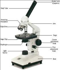 the microscope