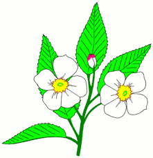 apple blossom clip art