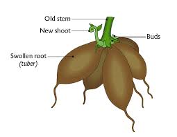 roots of plants