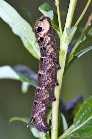 british caterpillars pictures