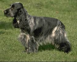 english cocker spaniels