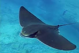 rays fishes