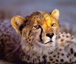 cheetah face