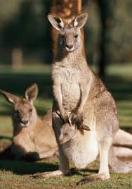 eastern grey kangaroo