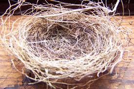 empty nest
