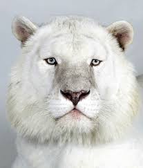 white bengal tiger pictures