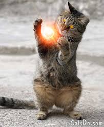magic cat