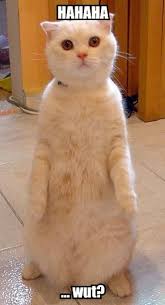 &t=1&usg=AFrqEzfZMYuqZz7EDOXNBVEhvT9cFewliw