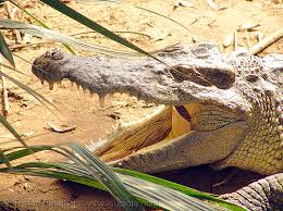 croc teeth
