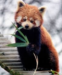 BƯỚC  CHÂN TRÊN NÚI TUYẾT Red-panda