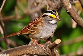 birds in new york