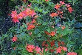 native azaleas