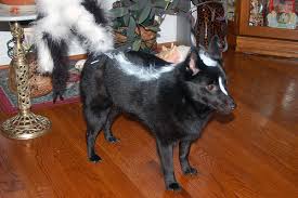 little dog halloween costumes