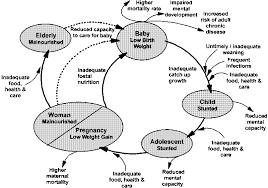 nutrition life cycle
