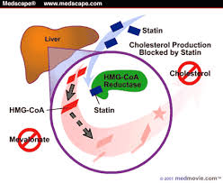hmg coa reductase