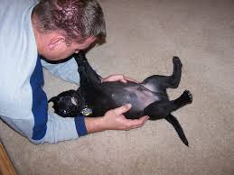 baby diesel