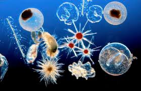 marine plankton
