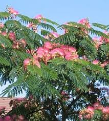 albizia
