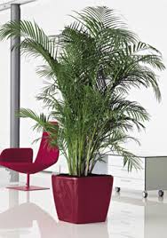 interior plant
