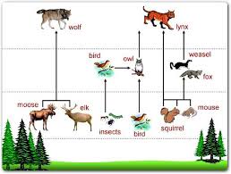 forest food chains