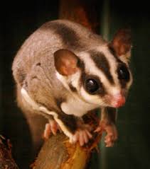 sugar glider pets