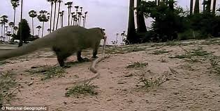 mongoose king cobra