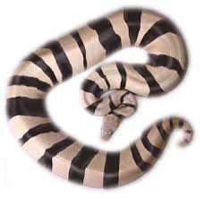 zebra ball