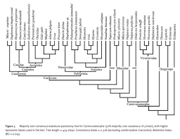 cat evolution tree