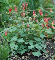 columbine plants