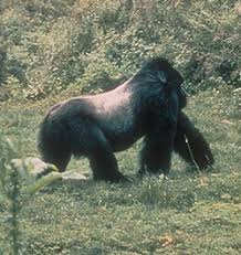 gorillas behavior