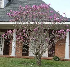 chinese magnolia trees